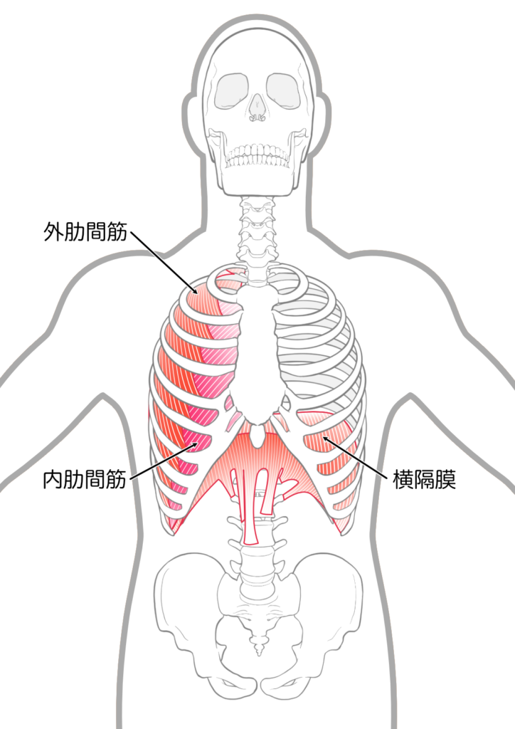 呼吸筋の図
